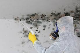 Best Mold Damage Restoration  in Milford, NE